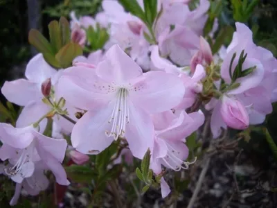 Produktbild von Wild Azalee - Rhododendron schlippenbachii 30-40cm