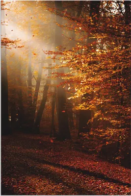 Produktbild von ARTland Wandbild Alu für Innen & Outdoor Sonnenaufgang im Herbst Größe: 60x90 cm