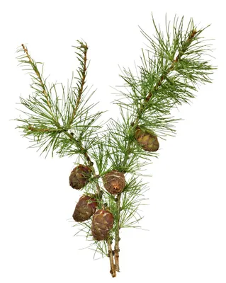 Produktbild von 100 Samen Europäische Lärche – Larix decidua | Hochwertiges Waldbaum-Saatgut | Schnell wachsender Nadelbaum | Ideal für Garten, Forst