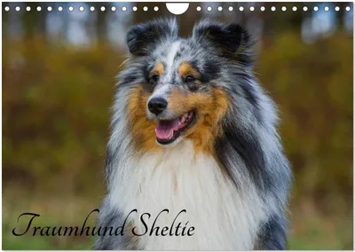 Produktbild von Traumhund Sheltie (Wandkalender 2026 DIN A4 quer), CALVENDO Monatskalender