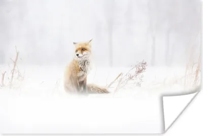 Produktbild von MuchoWow® Poster Fuchs - Winter - Schnee 30x20 cm - Plakate - Print