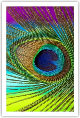 Produktbild von Poster - Poster ohne Rahmen - Pfauen Federn Regenbogen - 61x91,5 cm - Wand Bild - Wanddeko - Wandbilder - Kunstposter - Wandposter - Bilder - Kunstdruck - Wanddekoration - Wandbild - P2XPA61x91-4385