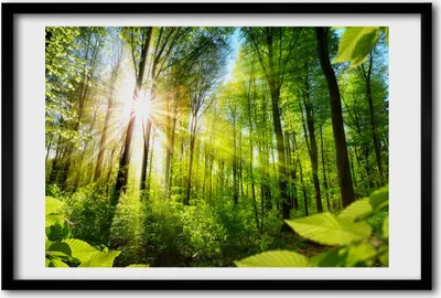 Produktbild von Bild 60x40 MDF-Rahmen, Wandkunst Wald in der Sonne
