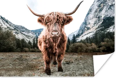 Produktbild von MuchoWow® Poster Schottischer Highlander - Berg - Tiere 30x20 cm - Plakate - Print
