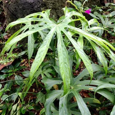 Obrázok produktu pre Anthurium prstovité (Anthurium pedatoradiatum) – 1 vyklíčené semeno