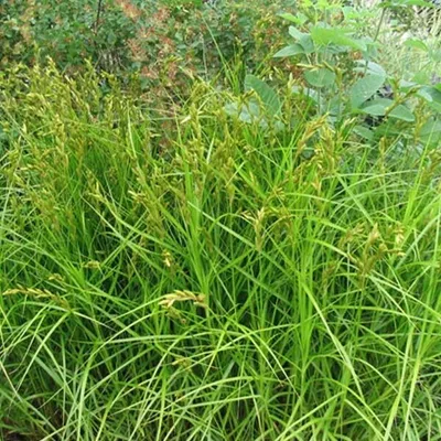 Produktbild von 6 x Palmwedelsegge - Carex muskingumensis  | Topf 9cm x 9cm