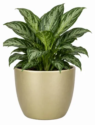 Produktbild von Floran Blumentopf „Boule“ - gold - matt - Keramik - D19 x H17
