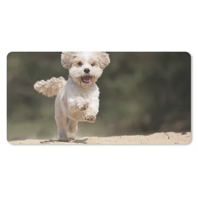 Produktbild von MuchoWow® Schreibtischunterlage Ein Shih Tzu Hund hüpft durch den gelben Sand 80x40 cm - XXL Mauspad - Gaming Mauspad