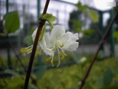 Produktbild von Winter-Heckenkirsche - Lonicera purpusii - stark duftend 30-40cm