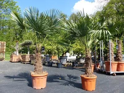 Produktbild von 2 Stück im Palmenset Trachycarpus fortunei dicke Stämme 200 cm Hanfpalme, winterharte Palme bis -18°C