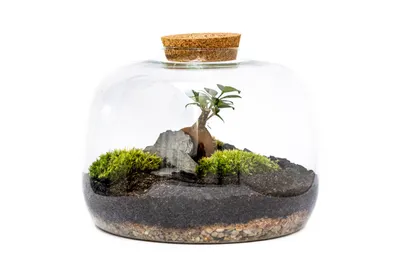 Obrázok produktu pre Gardners Sklenená nádoba SCILLA s korkovou zátkou, 22x30 cm - vysadená ženšenom Ficus Microcarpa