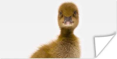 Produktbild von MuchoWow® Poster Baby-Ente schaut in die Kamera 150x75 cm - ohne Rahmen