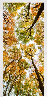 Produktbild von MuchoWow® Türtapete Selbstklebende Türfolie Herbst - Himmel - Baum 90x215 cm Türposter Türaufkleber Klebefolie Türklebefolie - Plakat an der Tür - Türsticker - Aufklebern