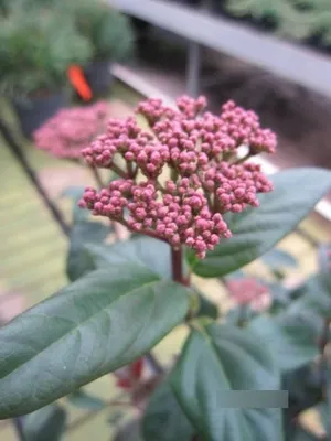 Produktbild von Viburnum tinus Lisspurp - Lorbeerschneeball Lisspurp