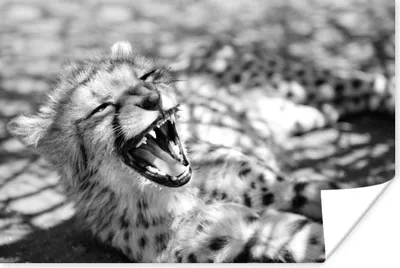 Produktbild von MuchoWow® Poster Baby Gepard in der Savanne - schwarz und weiß 90x60 cm - Schlafzimmer