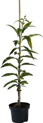 Produktbild von Esskastanie `Doré de Lyon´  (Maronenbaum) 60-80cm im 5L-Topf