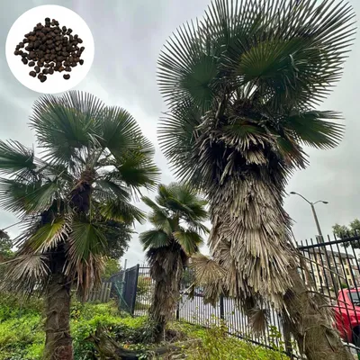 Produktbild von Trachycarpus Ukhrulensis - 10 Samen - Winterhart bis -12°C - Ukhrul-Hanfpalme