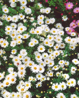 Produktbild von Kissen-Aster Apollo, im Topf - Aster dumosus