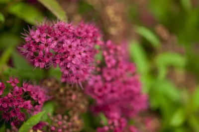Produktbild von Spiraea japonica 'Anthony Waterer', Rote Sommerspiere, 15–20 cm