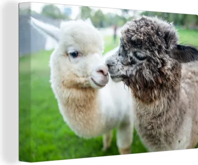 Produktbild von OneMillionCanvasses® - Leinwandbilder - 140x90 cm, Liebe - Alpaka - Stofftier, Wandbilder Kunstdruck Wanddekoration
