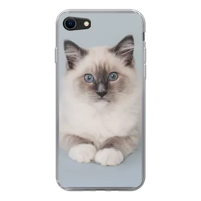 Produktbild von MuchoWow® Handyhülle Schutzhülle Hülle für iPhone 8 Katze - Ragdoll Katze - Blau - Mädchen - Kinder - Jungen - Kind Silikon Softcase Handy Hülle - Schutzhaube
