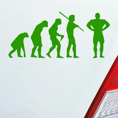 Produktbild von Auto Aufkleber Evolution Fitness Sport Bodybuilding 15x7 cm Hellgrün Sticker Heckscheibenaufkleber