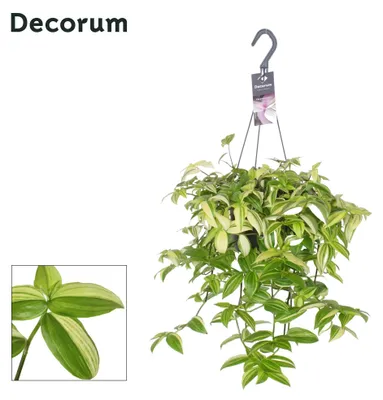 Image de Tradescantia Yellow Hill - 30-40cm - Ø17cm - Plante d'intérieur - Vert persistant