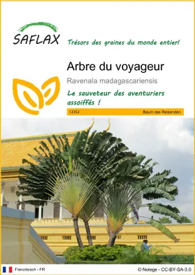 Image de SAFLAX - Arbre du voyageur - 8 graines - Ravenala