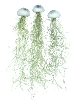 Produktbild von Seeigelgehäuse silber mit Tillandsie spanisch Moos 3er Set