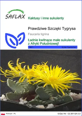 Zdjęcie produktu dla SAFLAX - Prawdziwe Szczęki Tygrysa - 40 Nasiona - Faucaria tigrina