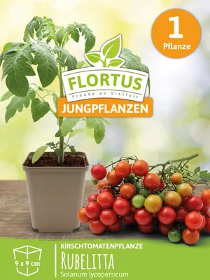 Artikelbild 5 von 'Kirschtomatenpflanze Rubelitta' aus der Kategorie Kirschtomatenpflanzen