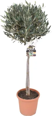 A potted olive tree with a label attached to its trunk.