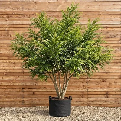 Produktbild von Japanischer Schnurbaum 150-200 cm - Styphnolobium japonicum mehrstämmig