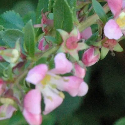 Image de 2 x  Andenstrauch  - Escallonia 'Dart's Rosyred'  | 40-50 cm en pot