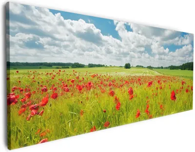 Produktbild von Wallario Premium Leinwandbild Grüne Wiese mit Mohnblumen in Größe 50 x 125 cm