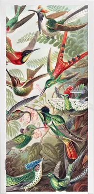 Obrázek produktu pro MuchoWow® Plakát na dveře - Kolibřík - Vintage - Ernst Haeckel - Pták - Umění - Příroda - 205x75 cm - Samolepicí fólie na dveře