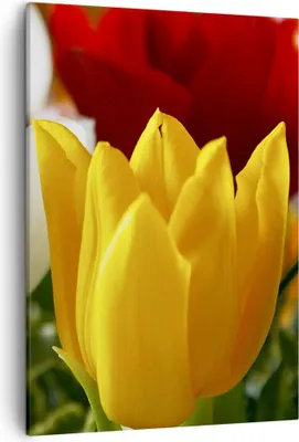 Produktbild von Bild auf Leinwand - Leinwandbild - Einteilig - Tulpen Vase Blumenstrauß - 50x70cm - Wand Bild - Wanddeko - Wandbilder - Leinwanddruck - Wanddekoration - Leinwand bilder - Wandbild - PA50x70-1366