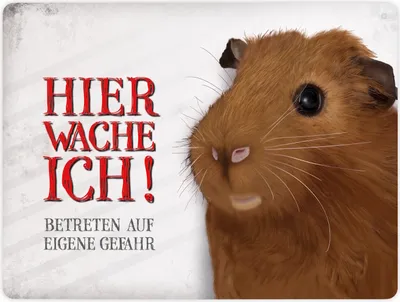 Produktbild von Metallschild XL mit Meerschweinchen Motiv und Spruch: Betreten auf eigene