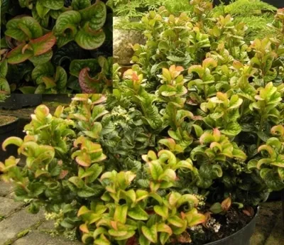 Produktbild von Leucothoe axillaris Curly Red ® - Lavendelheide - Traubenheide - 30-40cm