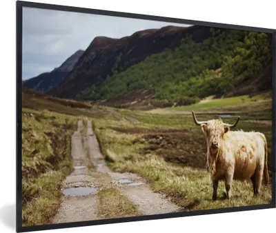 Produktbild von MuchoWow® MuchoWow® Gerahmtes Poster Schottische Hochlandrind - Pfad - Wald 60x40 cm - Poster mit zchwarzem Bilderrahmen - Printing - Wanddeko Schlafzimmer