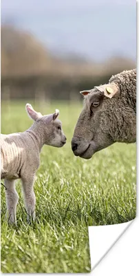 Produktbild von MuchoWow® Poster Schafe - Gras - Lamm 60x120 cm - Wandschmuck