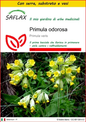 Immagine prodotto di SAFLAX Insieme di coltivazione - Primula odorosa - 100 semi - Primula