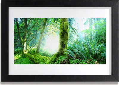 Produktbild von Bild 30x20 MDF-Rahmen Wandkunst Wald Moos Natur
