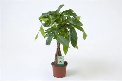 A potted money tree with a braided trunk and green leaves, set against a white background. A small tag is attached to the trunk.