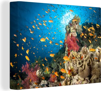Obrázek produktu pro OneMillionCanvasses® - Plátno - Korál s rybou, nástěnný obraz, nástěnné dekorace obrazy obývací pokoj, 120x90cm