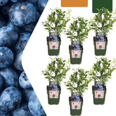 Produktbild von Vaccinium corymbosum – -Heidelbeere – Ø13cm – ↕20cm – 6 Pflanzen – Biologische Heidelbeerpflanzen – Für Balkon, Terrasse & Garten