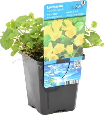 Image de Bloomique - Lysimachia Nummularia - Herbe aux écus - Plantes de bassin - Plantes aquatiques - Résistante au gel - Hauteur 10-20 cm - Pot 9 cm