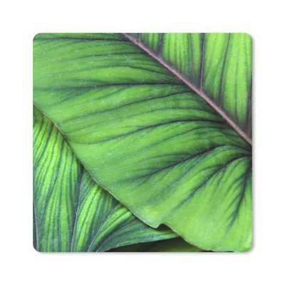 Produktbild von MuchoWow® Mauspad Mousepad Foto von großen tropischen botanischen Blättern 20x20 cm - Mousepads - Maus Mat - Pad - Mausunterlage - Desk Mat - Bureauartikeln