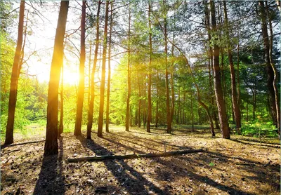 Produktbild von Wallario Fototapete Vliestapete, seidenmatte Oberfläche, einfache Verarbeitung, Größe 300 x 210 cm, Motiv Sonnenstrahlen tief hinter dem Wald