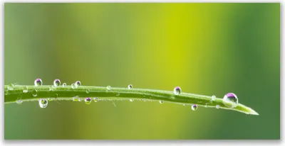 Produktbild von Küchenrückwand aus Glas 120x60cm Spritzschutz Gras Tautropfen Pflanzen